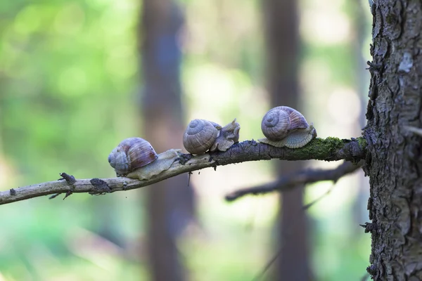 Caracoles Helix pomatia en el bosque en una rama — Foto de Stock