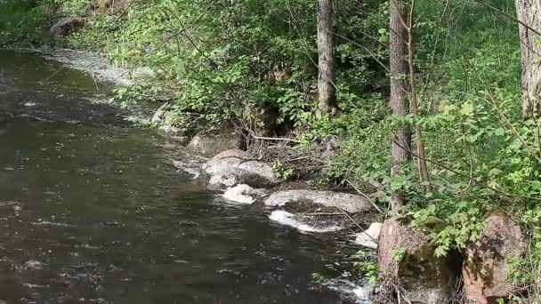 Wandelaar in het bos door de rivier aflevering drie — Stockvideo