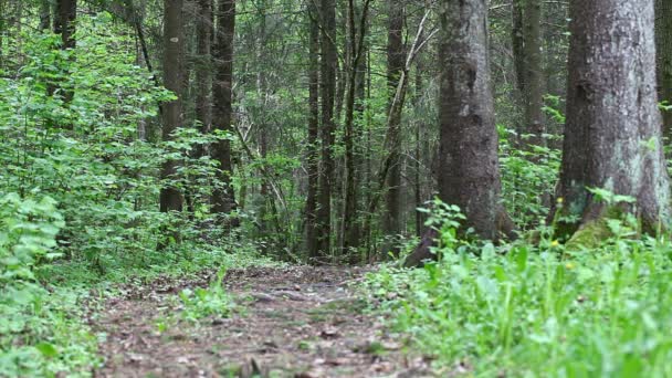 Padre e hijo corriendo a lo largo del sendero forestal episodio uno — Vídeos de Stock