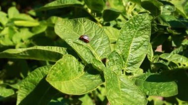 Colorado Patates böceği Bakanlıkça tavsiye bölüm