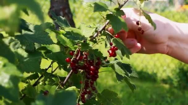 Hand nära röda vinbär bush — Stockvideo