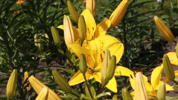 Желтые лилии в саду — стоковое видео