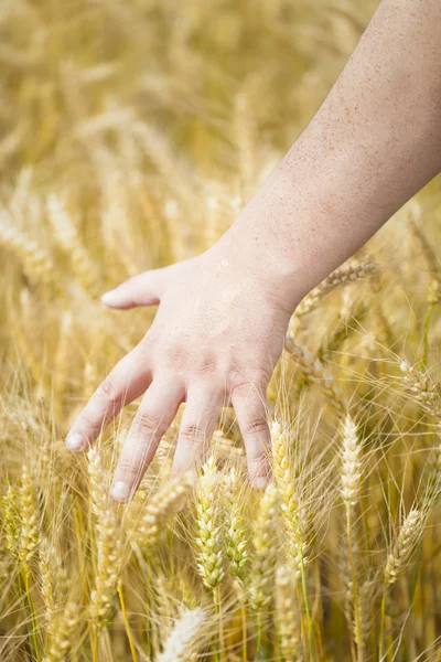 Hand on cereal ears — Stock Photo, Image