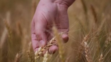 Mısır gevreği kulakları ile odak yakın el el