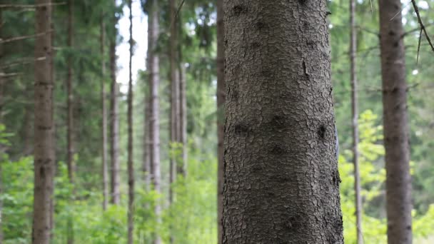 Man in het bos achter een boom — Stockvideo