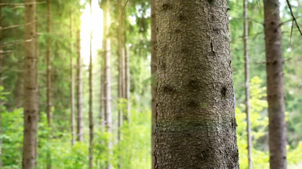 Man in het bos achter een boom met zon lichtbundel — Stockvideo