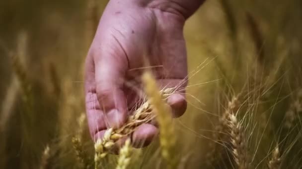 Ręka w pobliżu kłosy zbóż z naciskiem na rękę odcinek 2 — Wideo stockowe