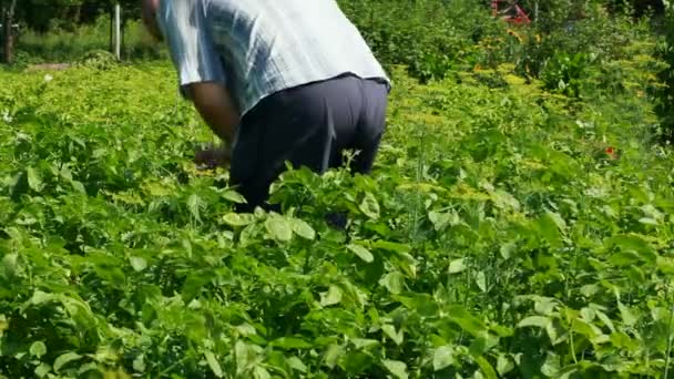 Человек ищет картофельного жука Колорадо — стоковое видео