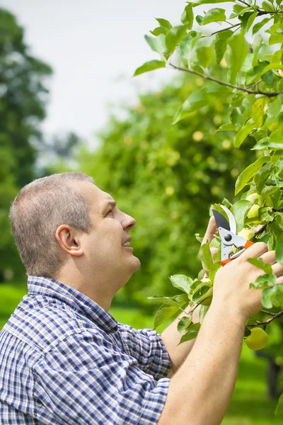 Gardener with shears near apple tree branch — Stock Photo, Image