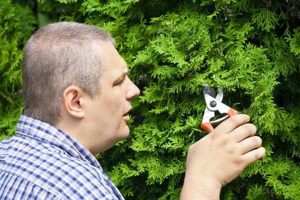 Gardener with shears near bush — Stock Photo, Image