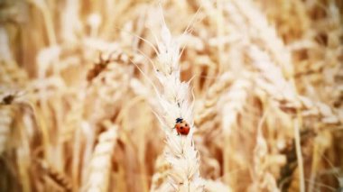 Yaz aylarında tahıl kulaklara Ladybird