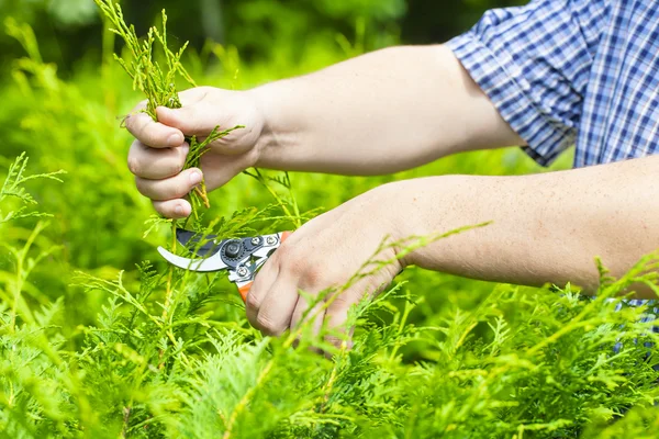 Mão com tesouras de jardineiro perto de thuja no verão — Fotografia de Stock