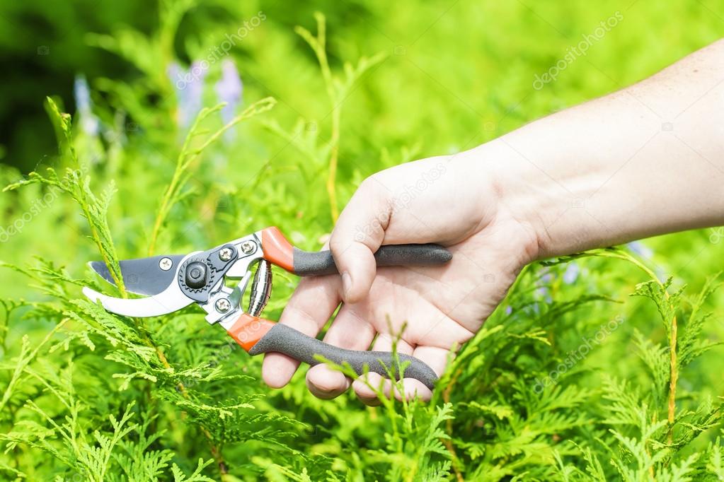 Hand with gardener shears near thuja