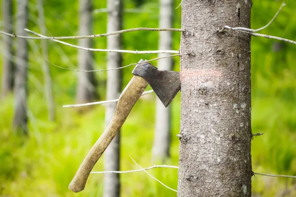 Ax tallado árbol etiquetado en el bosque — Foto de Stock