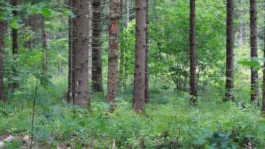 adam optik tüfek ve dürbün ormanda Bölüm 8