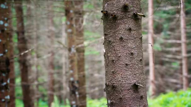 Man gooit ax naar de boom-aflevering 2 — Stockvideo