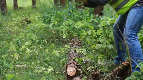 Лесоруб работает в лесу с топором 1 эпизода — стоковое видео