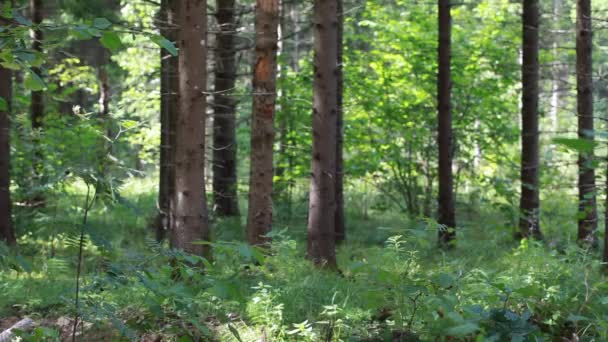 Man met optische geweer en verrekijkers in de bossen aflevering 9 — Stockvideo