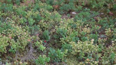 Cranberries bitkiler ormandaki Ağustos Bölüm 1