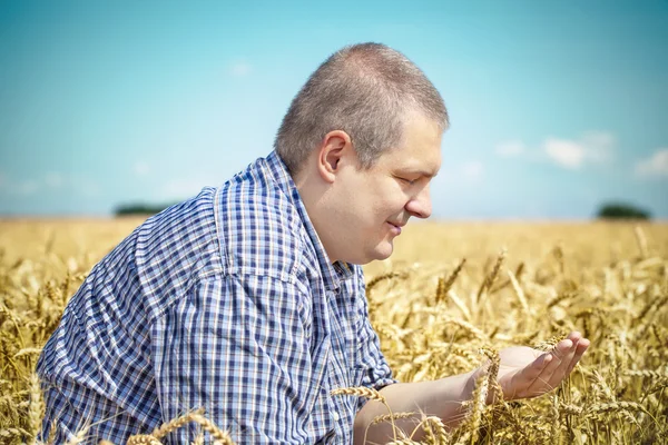 Agronomista no campo de cereais no verão — Fotografia de Stock