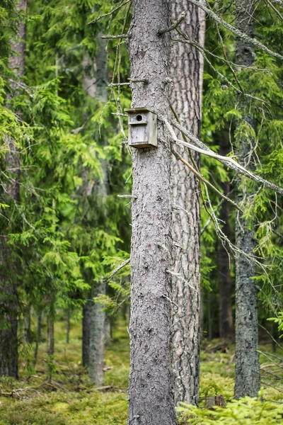 Maison d'oiseaux dans la forêt sur le pin — Photo