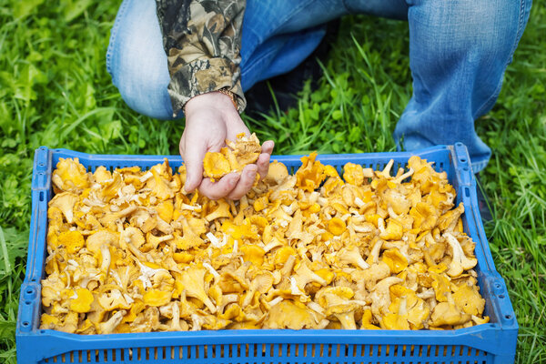 Man near the plastic box with chanterelles