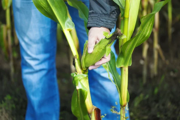 Agricultor en el campo de maíz cerca de plantar —  Fotos de Stock