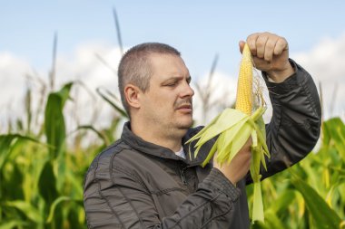 Yaz Mısır tarlasında çiftçi