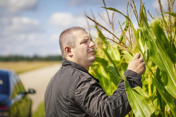 Agricultor perto do campo de milho no verão — Fotografia de Stock