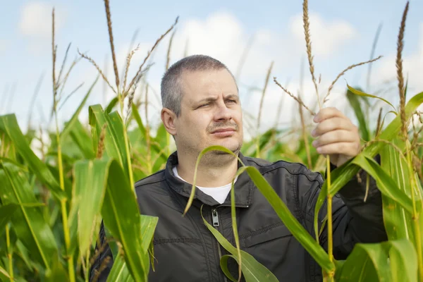 Agricultor no campo de milho — Fotografia de Stock