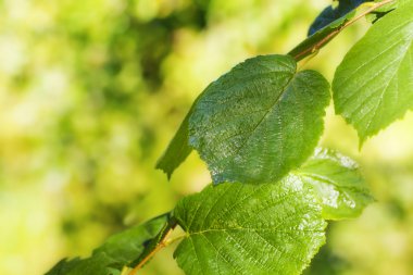 Park ağaç üzerindeki yeşil yaprakları