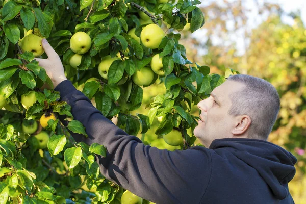 Man picking apples in garden — Stock Photo, Image