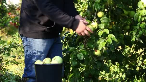 Mann pflückt Äpfel im Garten — Stockvideo