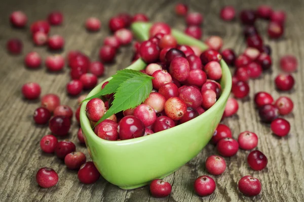 Taze hasat organik kırmızı cranberries kapsayıcısında panoları — Stok fotoğraf