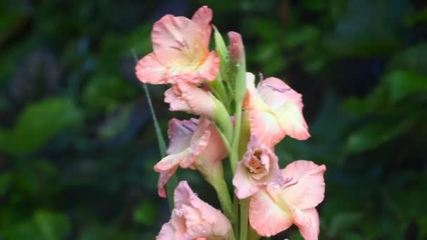 Gladiola met water — Stockvideo