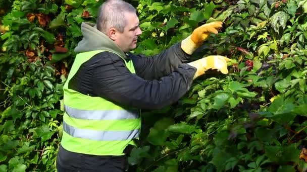 Man with gardener shears near plants episode 1 — Stock Video