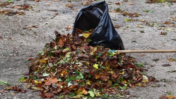 男子收集树叶在秋天第 7 集 — 图库视频影像