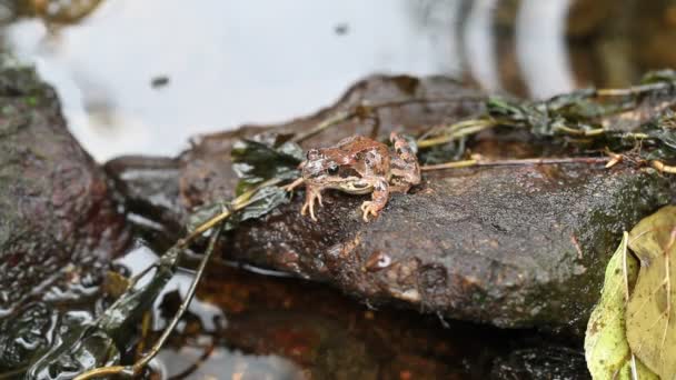 Grenouille à la rivière épisode 4 — Video