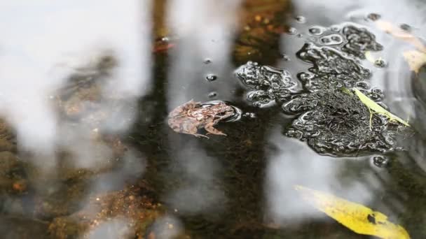 Grenouille à la rivière épisode 1 