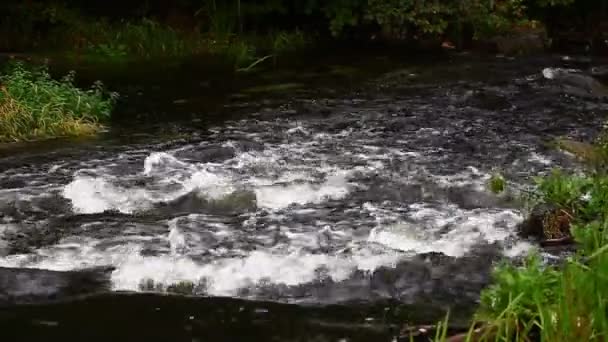 Rapids in the river — Stock Video