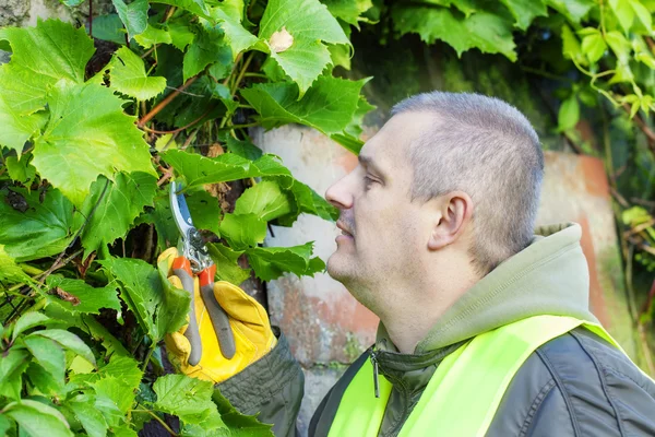 Man met tuinman schaar in de buurt van planten — Stockfoto