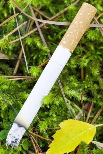 Brandgefahr durch brennende Zigaretten auf Waldmoos — Stockfoto