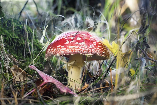 Fliegenpilz im Herbst im Wald im Moos — Stockfoto