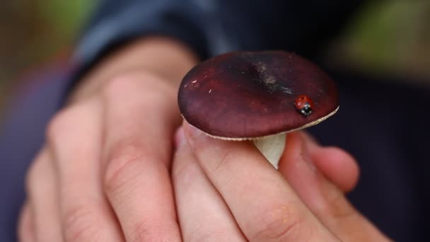 Ladybird in forest on mushroom — Stock Video