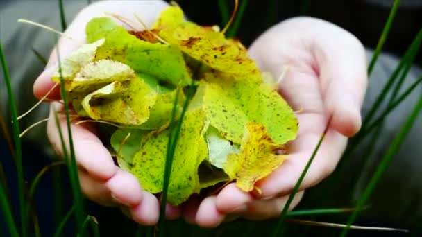 Осенние листья вылетают из рук эпизод 2 — стоковое видео