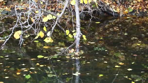 Feuilles d'automne dans la rivière épisode 2 — Video