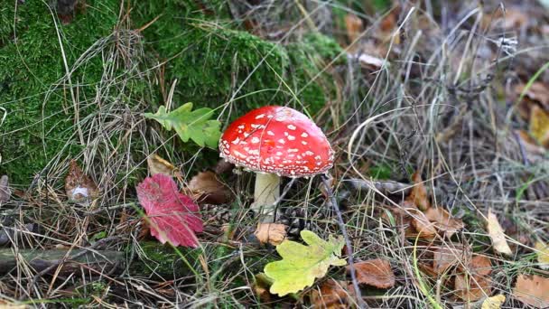 Fly agaric at forest in moss in autumn — Stock Video