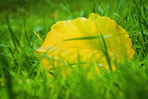 Yellow autumn leaf on the green grass — Stock Photo, Image