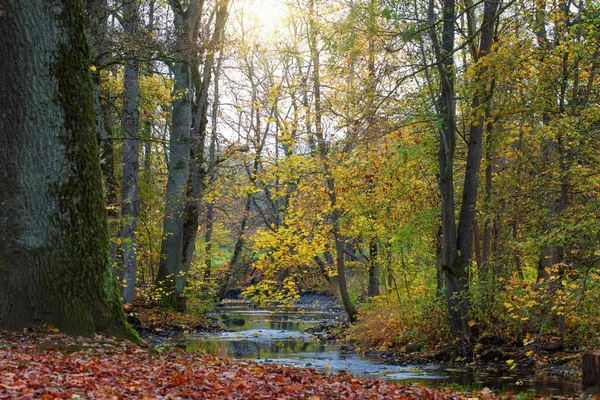 Sluneční svit mezi stromy v lese — Stock fotografie