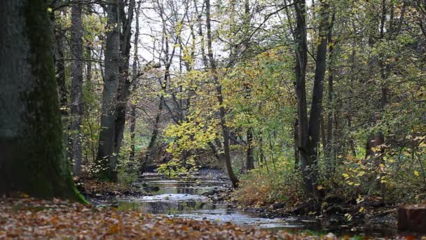 Träden nära floden i skogen — Stockvideo